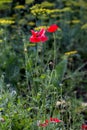 Opium poppy papaver somniferum flower