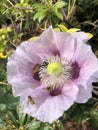 Pink and purple opium poppies Papaver somniferum in flower in a garden with Hover Flies Royalty Free Stock Photo