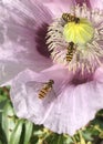 Pink and purple opium poppies Papaver somniferum in flower in a garden with Hover Flies Royalty Free Stock Photo