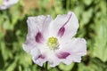 Opium poppy, Papaver somniferum Royalty Free Stock Photo