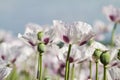 Opium poppy, Papaver somniferum Royalty Free Stock Photo