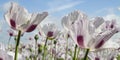 Opium poppy, Papaver somniferum