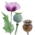 Opium poppy, Papaver somniferum.