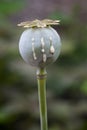 Opium poppy (Papaver somniferum) Royalty Free Stock Photo