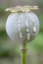 Opium poppy (Papaver somniferum) Royalty Free Stock Photo