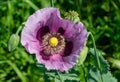 Opium poppy (Papaver somniferum) macro shot Royalty Free Stock Photo