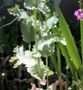 Opium poppy, Papaver somniferum `Pink Flamingo` Royalty Free Stock Photo