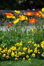 Opium poppy, Papaver somniferum with red and yellow flowers Royalty Free Stock Photo