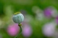 Opium poppy Papaver somniferum seed head on nature colorful background