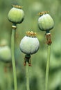 Opium poppy, papaver somniferum, three green poppies