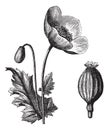 Opium Poppy or Papaver somniferum, vintage engraving Royalty Free Stock Photo