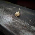 Opium poppy and a piece of hashish Royalty Free Stock Photo