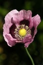 Opium poppy with pink flowers