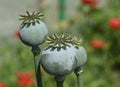 Opium poppy plant flower buds