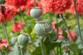 Opium poppy pods with opium latex ready to harvest Royalty Free Stock Photo