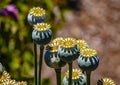 Opium poppy pods. Papaver somniferum. From UC Berkeley botanical garden Royalty Free Stock Photo