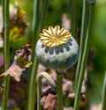 Opium poppy pods. Papaver somniferum. From UC Berkeley botanical garden Royalty Free Stock Photo