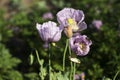 Opium poppy, purple poppy flower blossoms in a field. Papaver somniferum. Bees fly and pollinate poppy flowers Royalty Free Stock Photo