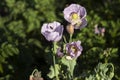 Opium poppy, purple poppy flower blossoms in a field. Papaver somniferum. Bees fly and pollinate poppy flowers Royalty Free Stock Photo