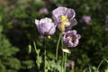 Opium poppy, purple poppy flower blossoms in a field. Papaver somniferum. Bees fly and pollinate poppy flowers Royalty Free Stock Photo