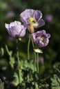 Opium poppy, purple poppy flower blossoms in a field. Papaver somniferum. Bees fly and pollinate poppy flowers Royalty Free Stock Photo