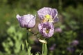 Opium poppy, purple poppy flower blossoms in a field. Papaver somniferum. Bees fly and pollinate poppy flowers Royalty Free Stock Photo