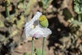 Opium Poppy Seed Capsule -Papaver somniferum and Flower. Up cl Royalty Free Stock Photo