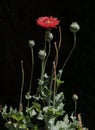 Opium poppy seed heads and flower after flowers have dropped off against a black background