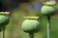 Opium poppy seeds green capsule close up Royalty Free Stock Photo