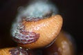 Opium poppy sprouted seeds. Wet shoots Papaver somniferum by microscope. Narcotic, drug opiates and food plant