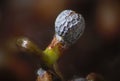 Opium poppy sprouted seeds. Wet shoots Papaver somniferum by microscope. Narcotic, drug opiates and food plant