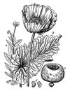 Opium poppy vintage illustration