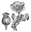 Opium vintage illustration