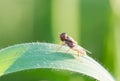 Oplodontha viridula Fabricius 1775 , As flies in the family Stratiomyidae , A fly perched on the backyard grass against a blurred