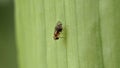 Oplodontha viridula Stratiomyidae. little insect fly with very sharp eyes