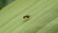 Oplodontha viridula Stratiomyidae. little insect fly with very sharp eyes