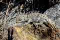 Oplurus cyclurus, isalo Royalty Free Stock Photo