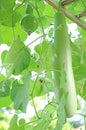 Opo squash tree Royalty Free Stock Photo