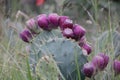 Oporto Botanical Garden detail cactus