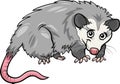 Opossum animal cartoon illustration