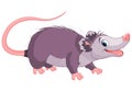 Opossum Royalty Free Stock Photo