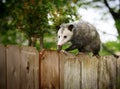 Opossum Royalty Free Stock Photo