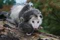 Opossum Didelphimorphia Carrying Joeys Steps Forward Summer
