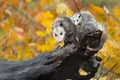 Opossum Didelphimorphia With Joeys On Her Back at End of Log Royalty Free Stock Photo