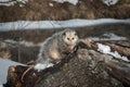 Opossum Didelphimorphia Looks Out From Atop Log