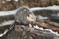 Opossum Didelphimorphia Looks Up