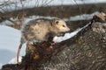 Opossum Didelphimorphia Side Eye on Log Royalty Free Stock Photo