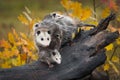 Opossum Didelphimorphia Stands With Joeys at End of Log Autumn Royalty Free Stock Photo