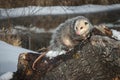 Opossum Didelphimorphia Turns Drooling