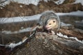 Opossum Didelphimorphia Turns Hissing Royalty Free Stock Photo